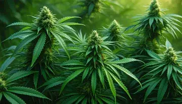 Federal Cannabis Rescheduling Moves Fast - Operators Need Answers Now